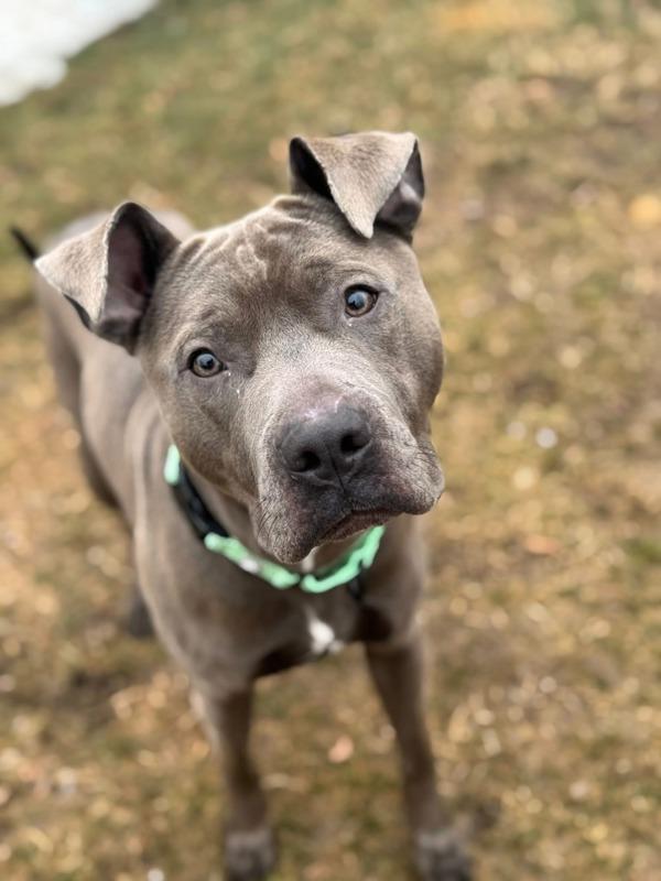 Enlarge Louis, a Adoptable mixed breed in Millersville, MD image 3/4