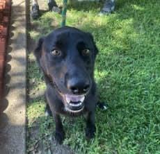 Layla, ADOPTABLE, Adult Female Labrador Retriever.