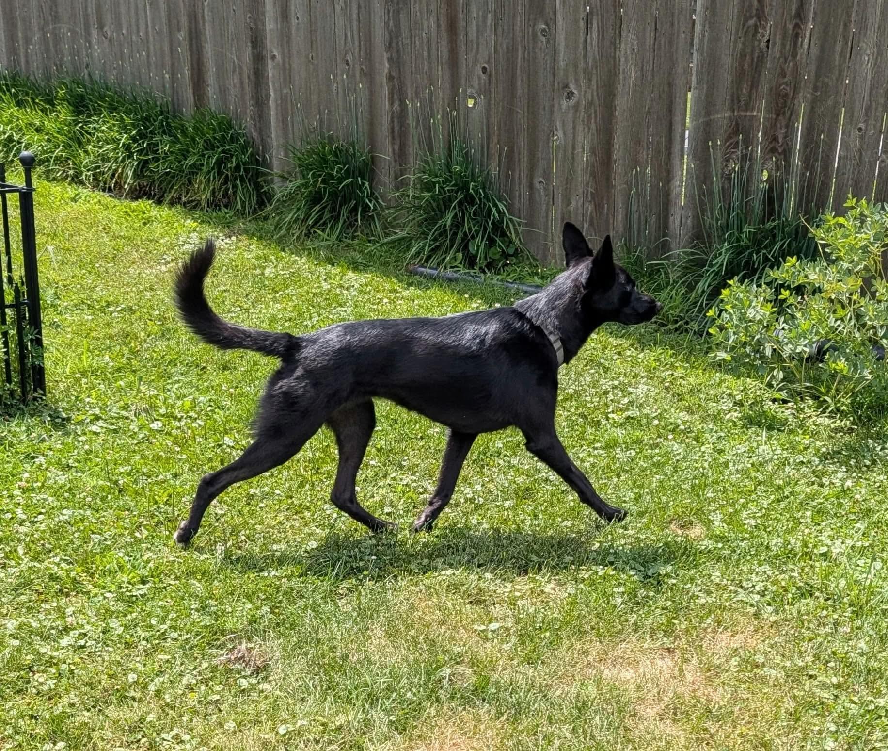 Enlarge Layla, a ADOPTABLE mixed breed in Monticello, IA image 3/6