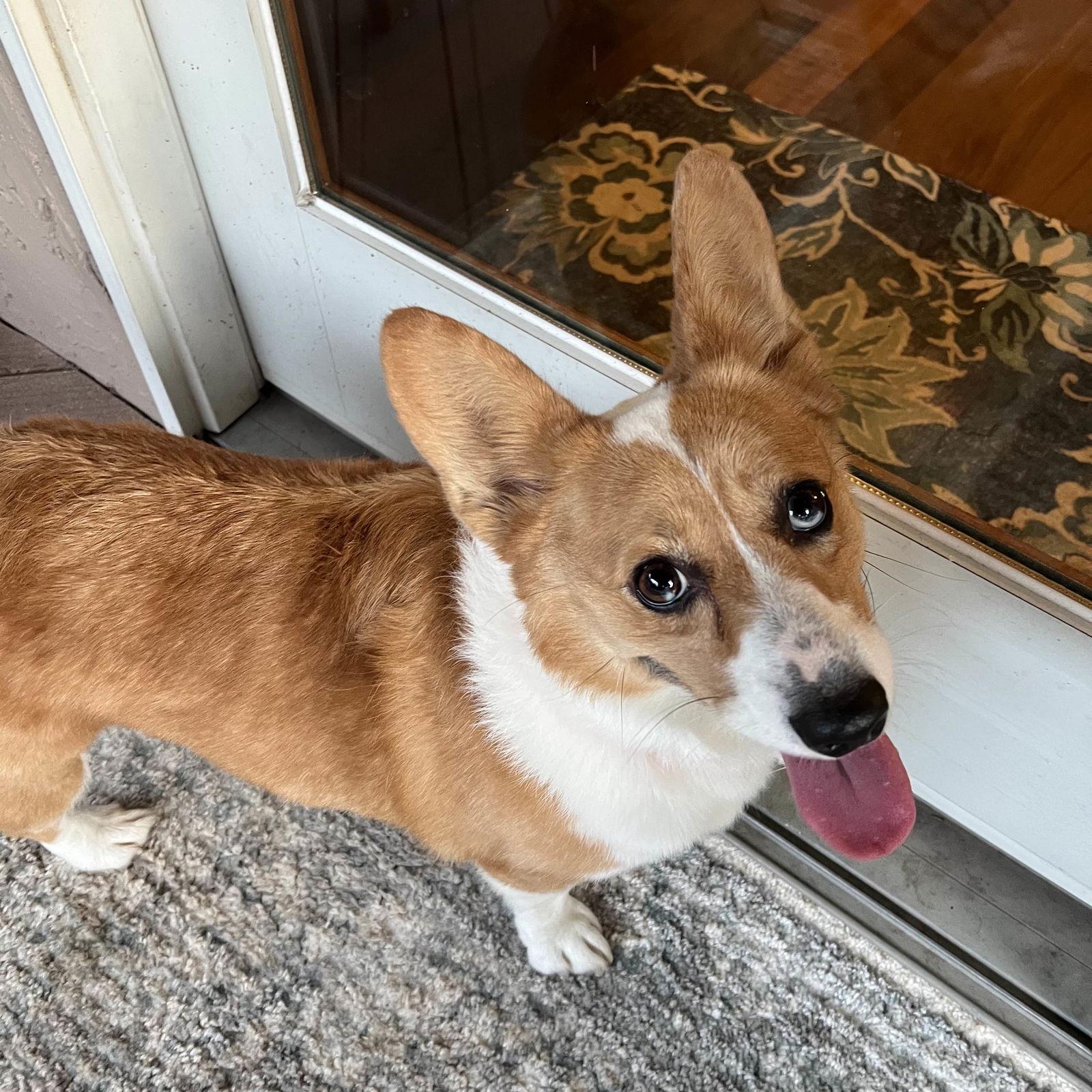 Daisy, a Adopted Corgi in San Jose, CA image 2/3