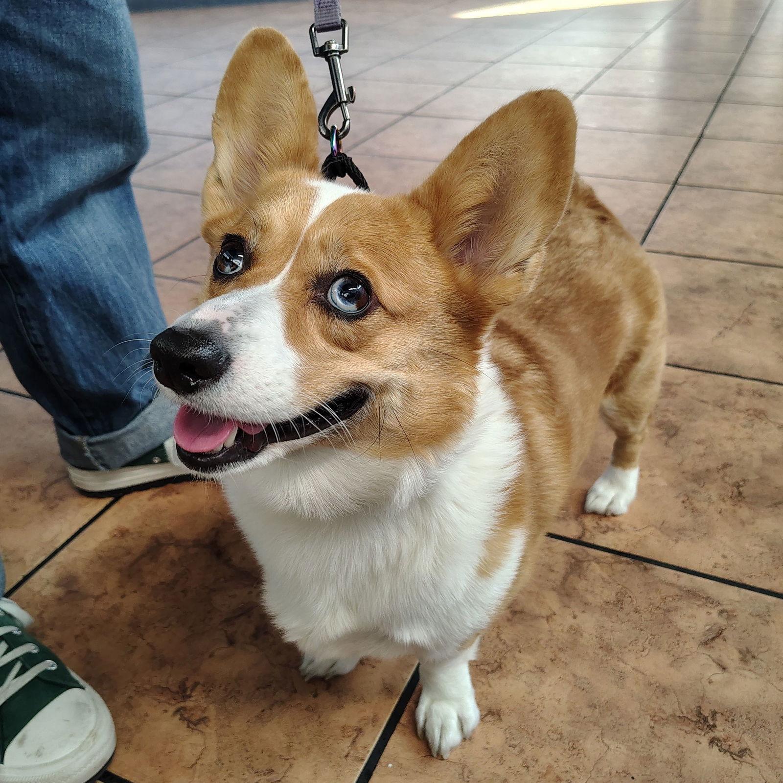 Daisy, a Adopted Corgi in San Jose, CA image 3/3