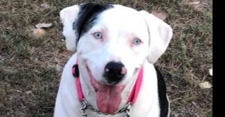 Ellie - Catahoula, a Adoptable Catahoula Leopard Dog in Dallas, TX image 1/4