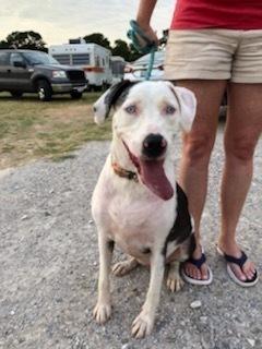 Ellie - Catahoula, a Adoptable Catahoula Leopard Dog in Dallas, TX image 2/4