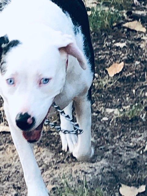 Ellie - Catahoula, a Adoptable Catahoula Leopard Dog in Dallas, TX image 3/4