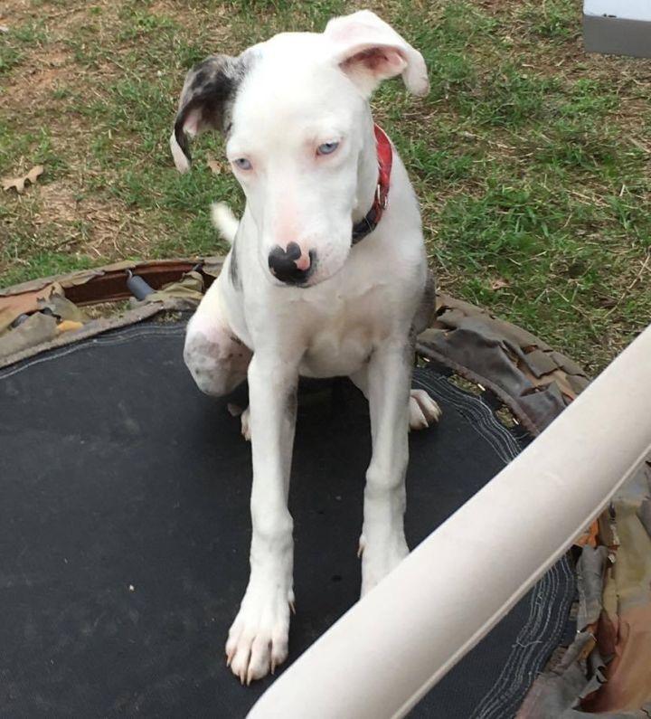 Ellie - Catahoula, a Adoptable Catahoula Leopard Dog in Dallas, TX image 4/4