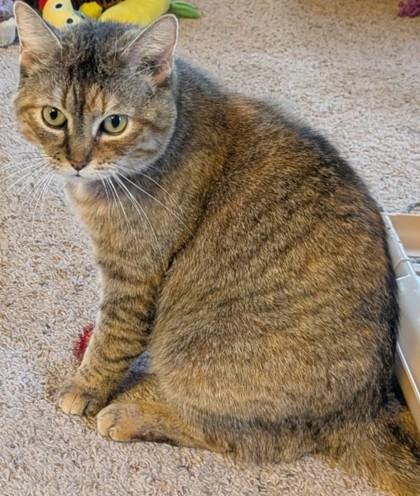 Enlarge Flutters, a Adoptable mixed breed in Cecil, WI image 1/1