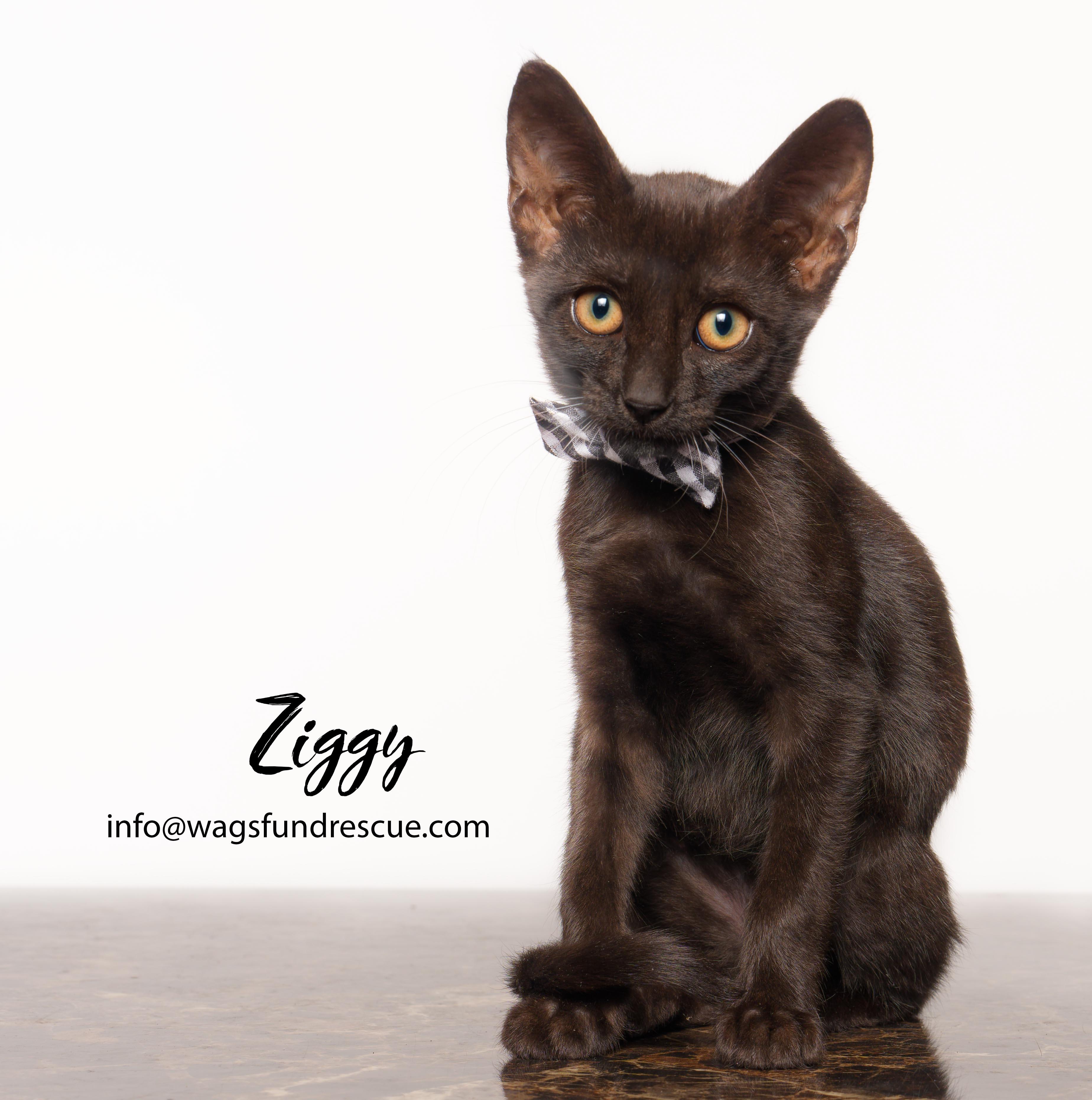 Enlarge Ziggy, a ADOPTABLE mixed breed in Houston, TX image 1/1