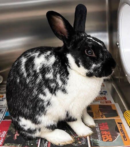 Mr. Bengley, Adoptable, Young Male Rex.