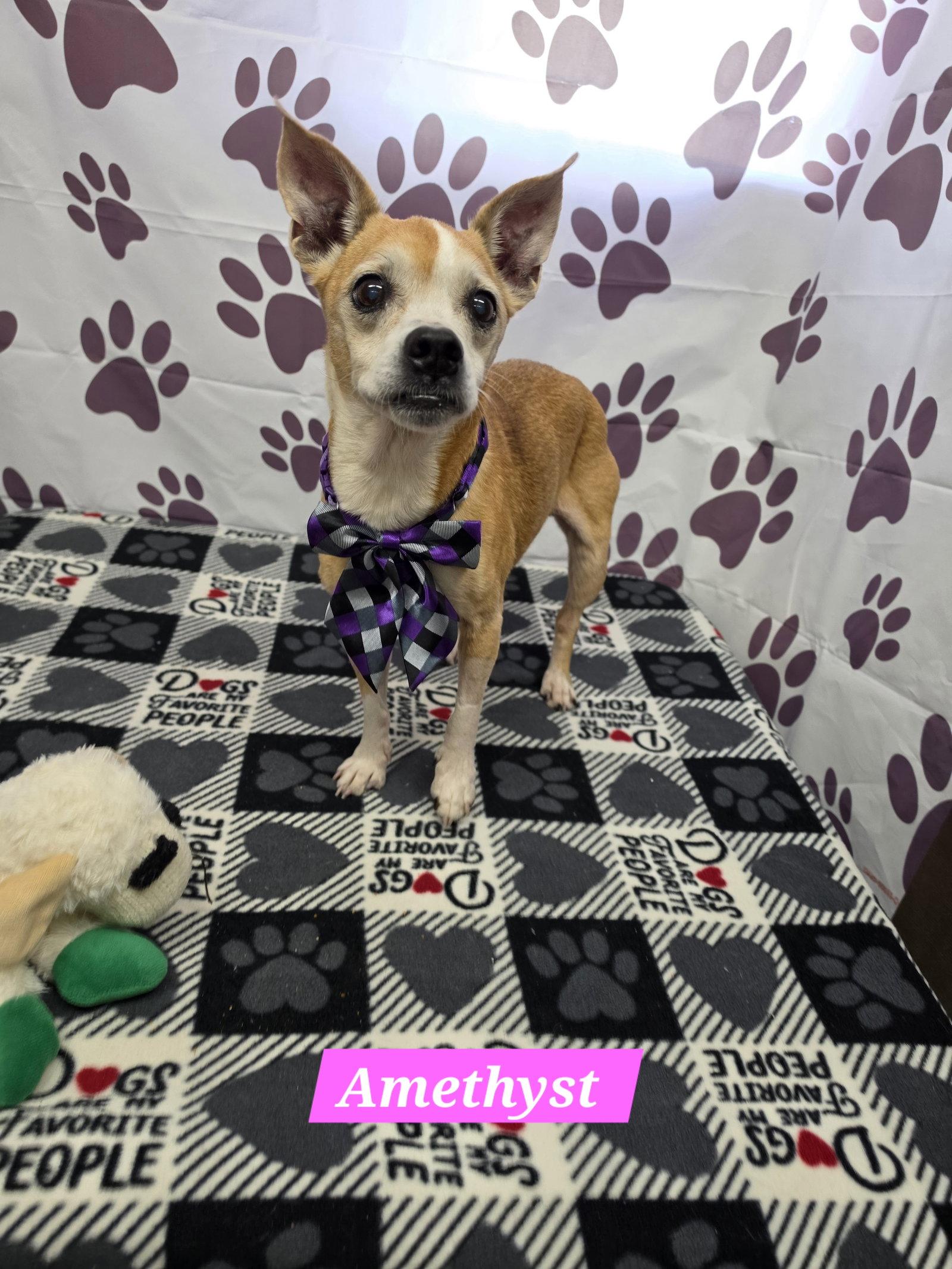 Amethyst, Adoptable, Adult Female Boston Terrier.