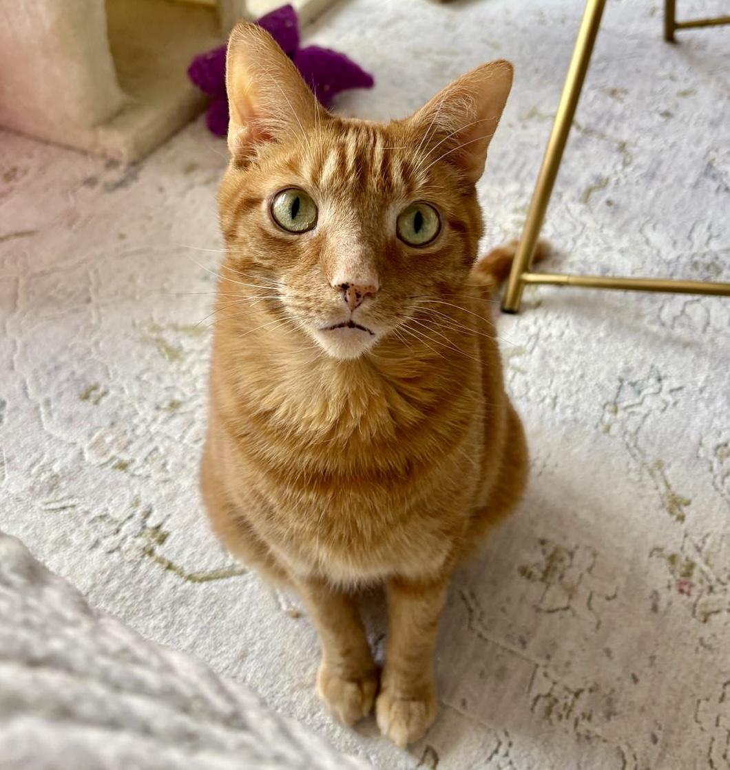 Simba, a ADOPTABLE mixed breed in Toronto, ON image 2/6