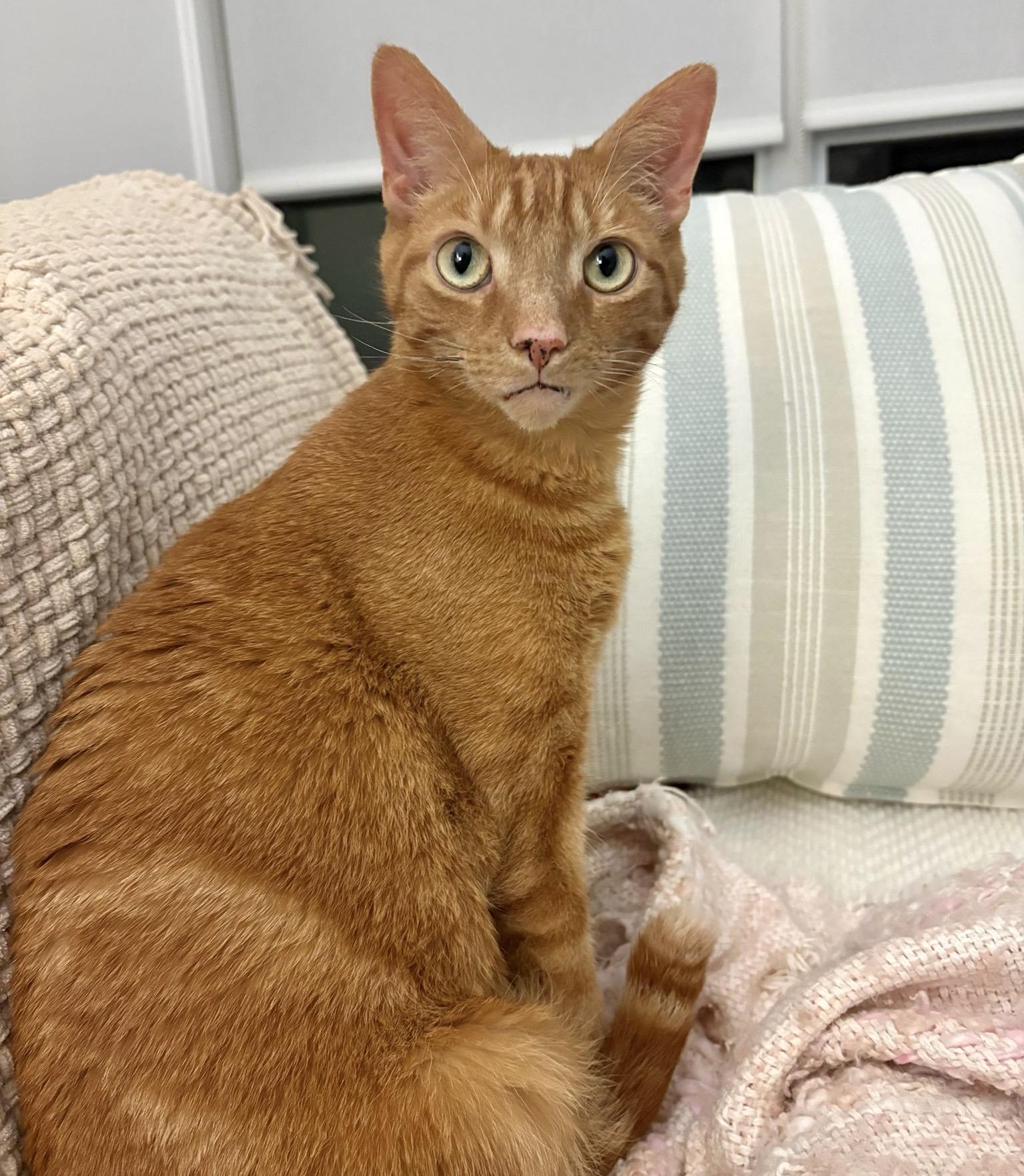 Simba, a ADOPTABLE mixed breed in Toronto, ON image 1/6