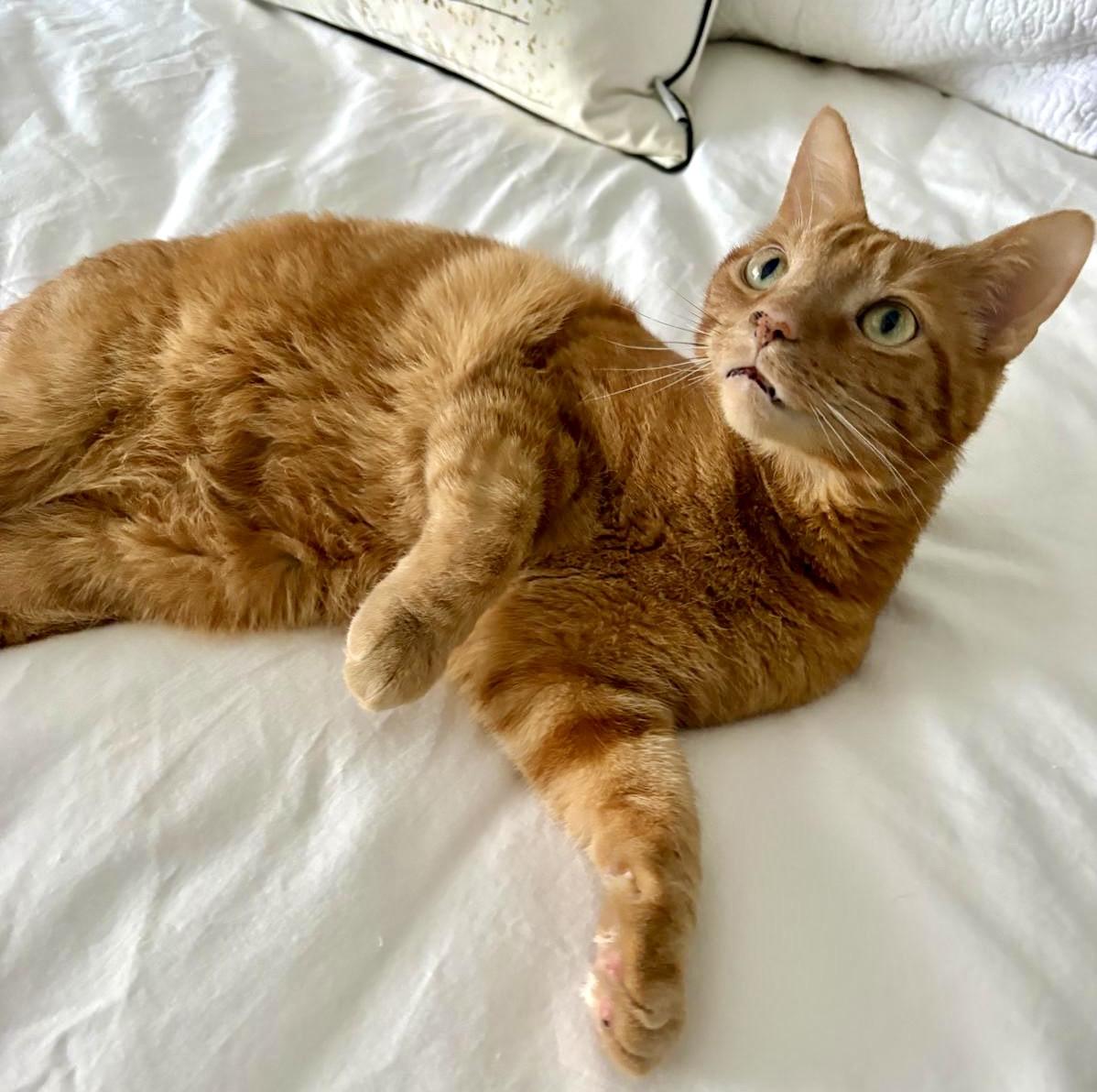 Simba, a ADOPTABLE mixed breed in Toronto, ON image 5/6