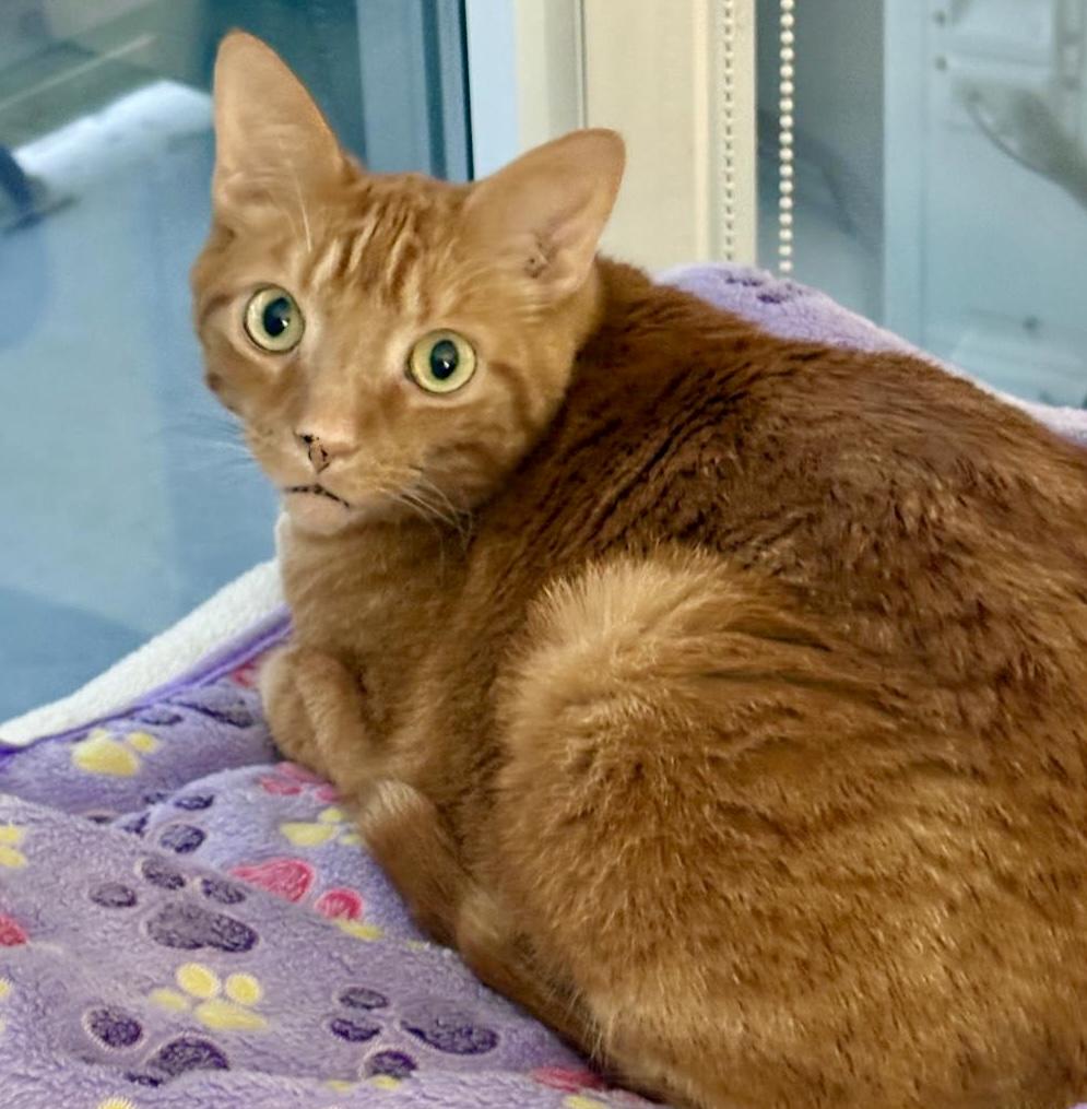 Simba, a ADOPTABLE mixed breed in Toronto, ON image 3/6