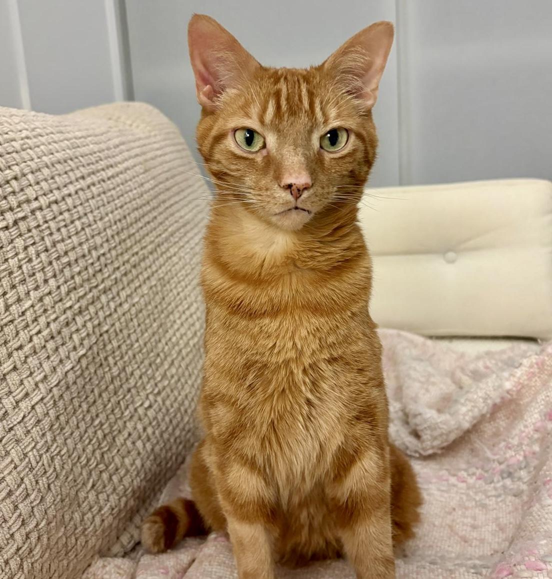 Simba, a ADOPTABLE mixed breed in Toronto, ON image 4/6
