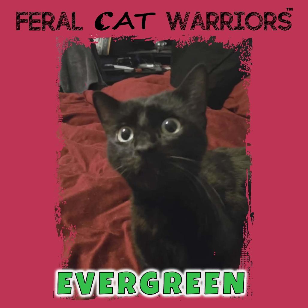 Evergreen, Adoptable, Adult Female Domestic Short Hair.