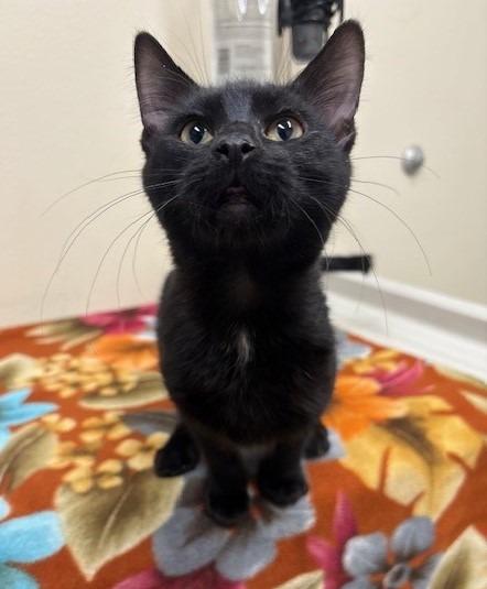 Smoke, Adoptable, Kitten Male Domestic Short Hair.