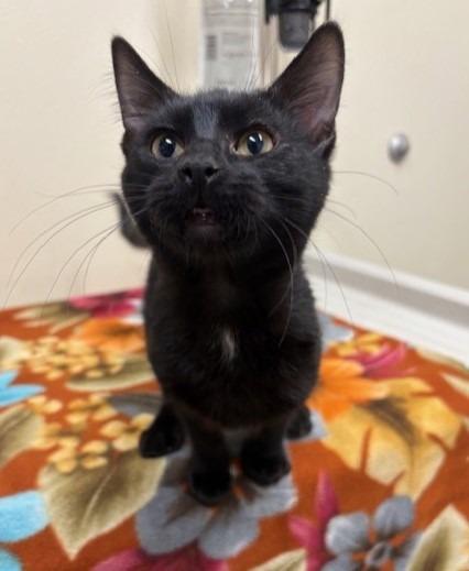 Enlarge Smoke, a Adoptable mixed breed in Ladysmith, WI image 2/2