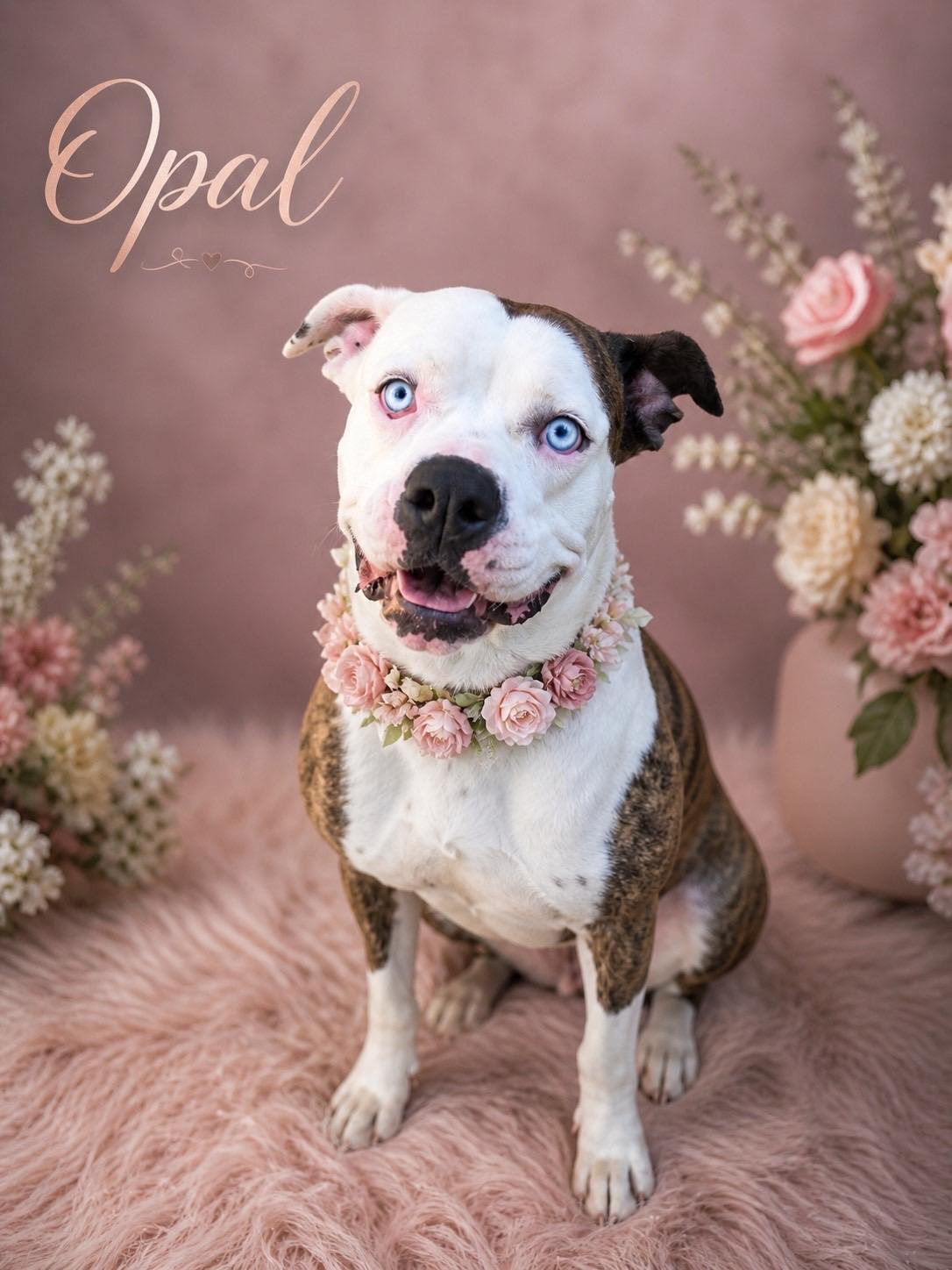 Opal, a ADOPTABLE mixed breed in Murrieta, CA image 4/6