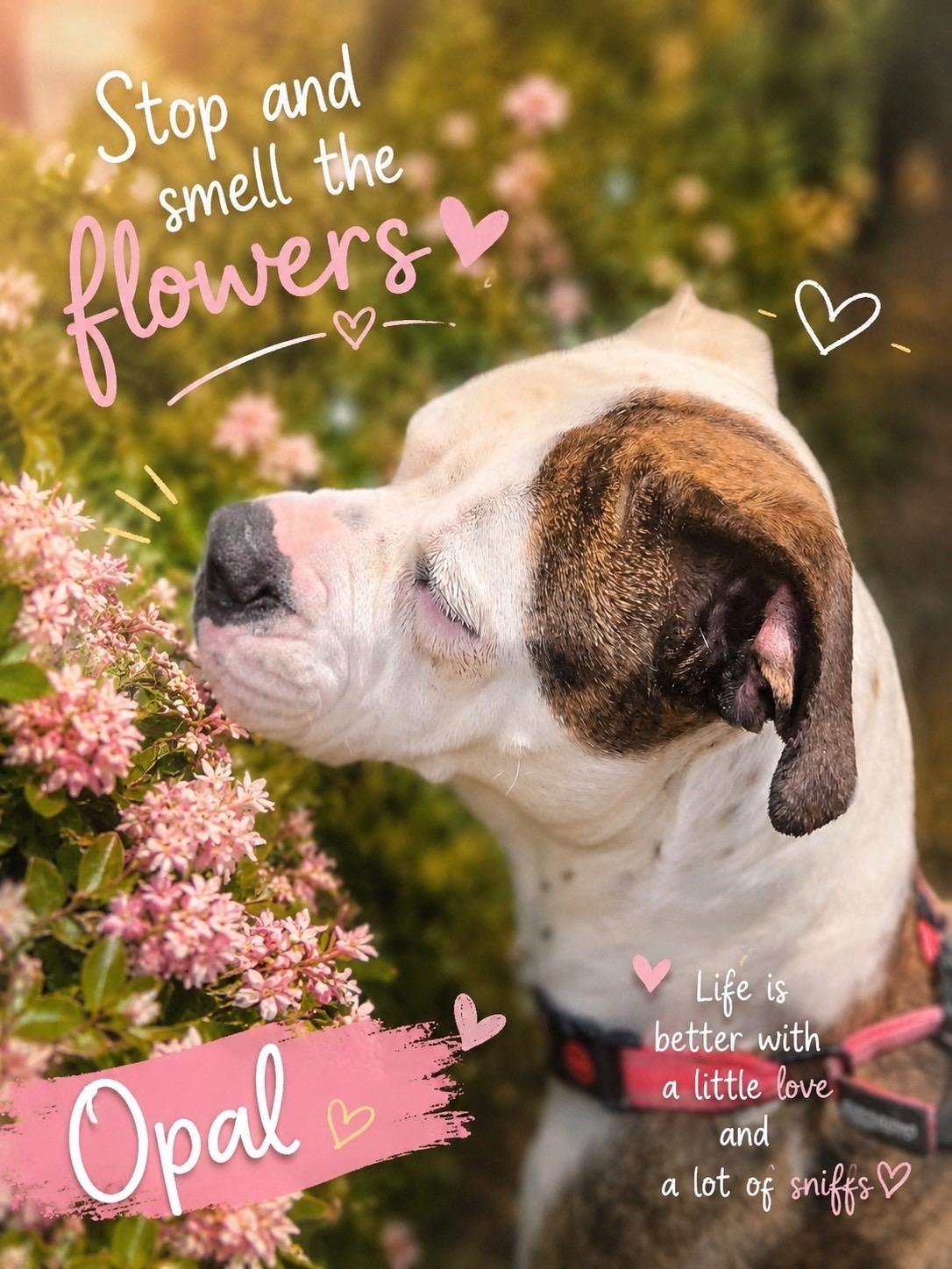 Opal, a ADOPTABLE mixed breed in Murrieta, CA image 5/6