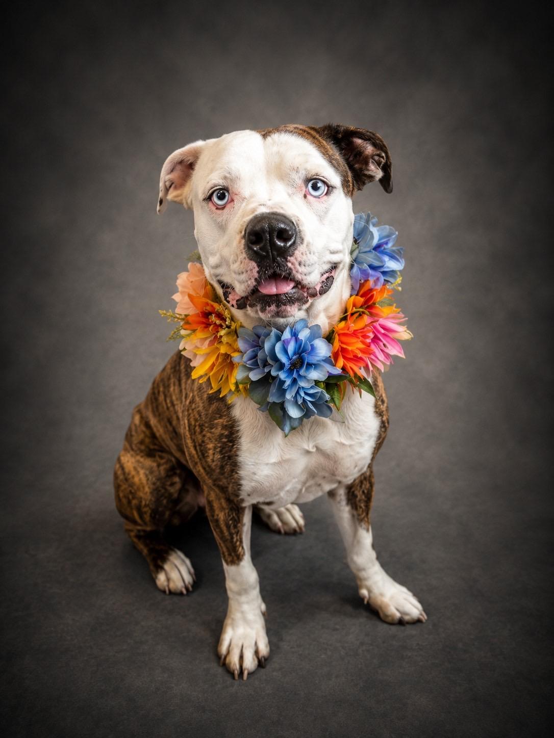 Opal, ADOPTABLE, Young Female American Bulldog.