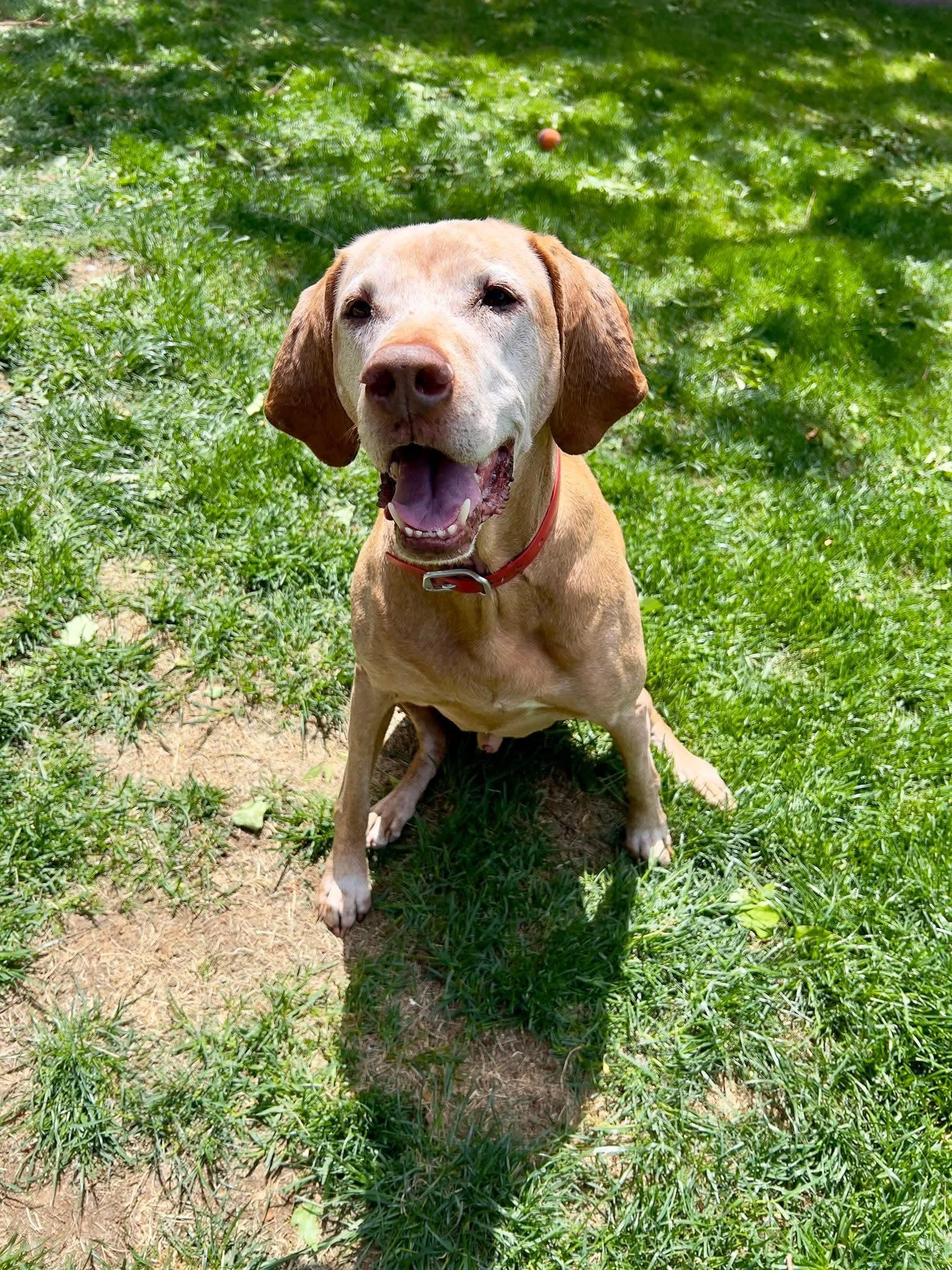Princeton, ADOPTABLE, Senior Male Vizsla.