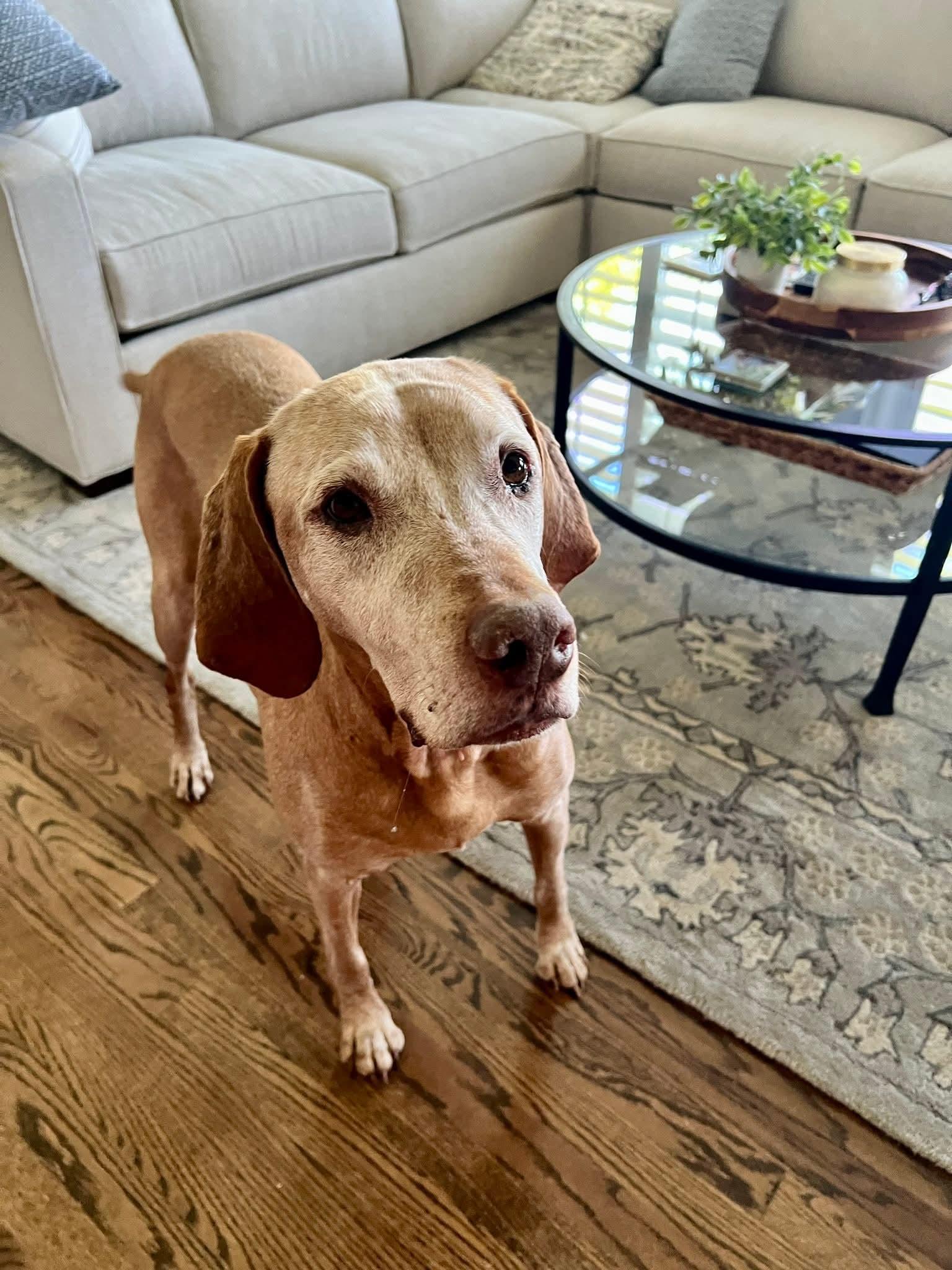 Enlarge Princeton, a ADOPTABLE Vizsla in Fort Collins, CO image 2/2