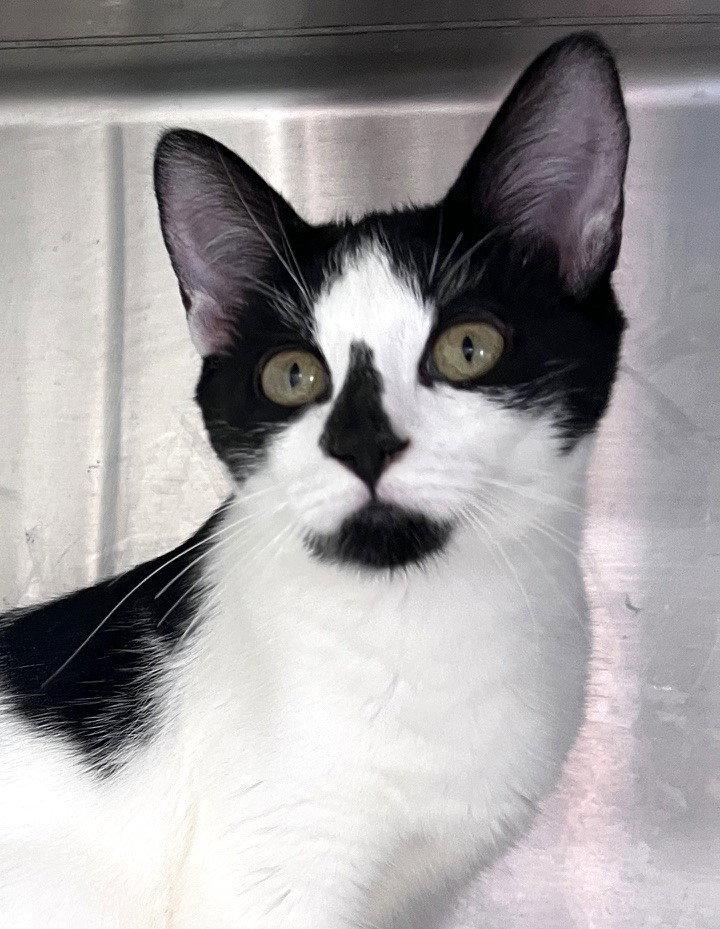 Enlarge Clara, a Adopted Domestic Short Hair in Carrollton, GA image 1/3