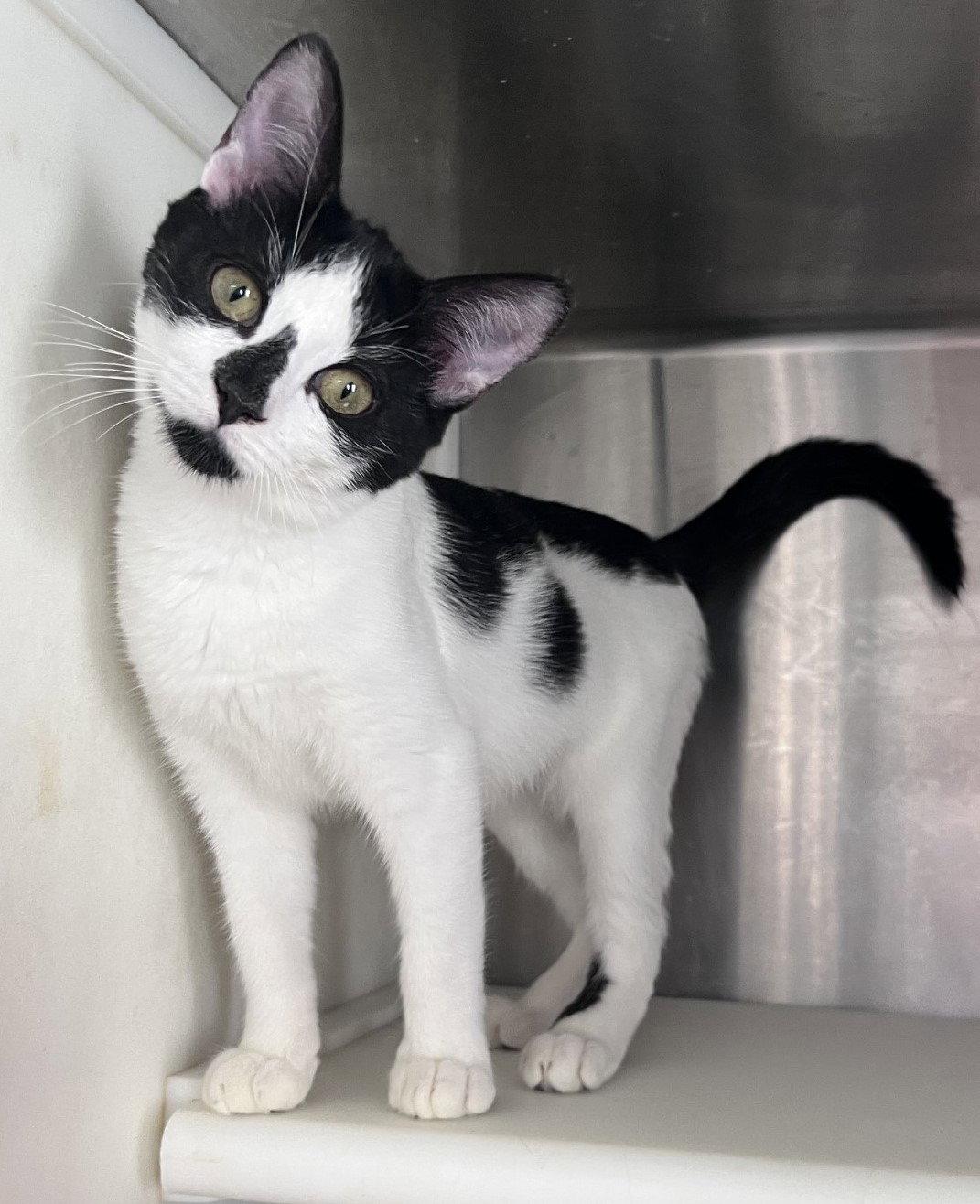 Enlarge Clara, a Adopted Domestic Short Hair in Carrollton, GA image 2/3