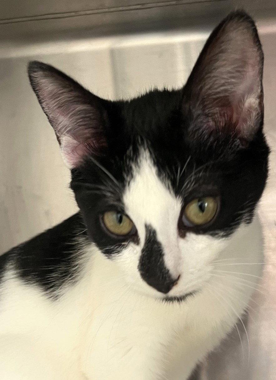 Enlarge Clara, a Adopted Domestic Short Hair in Carrollton, GA image 3/3