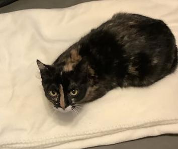 Annie, Willow Grove PS, (FCID 04/04/2025-128), Young Female Calico