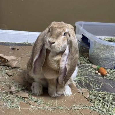 Ginger, Adoptable, Adult Female English Lop.