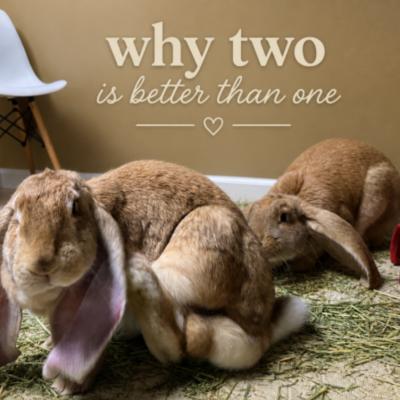 Enlarge Ginger, a Adoptable English Lop in Kalamazoo, MI image 2/6