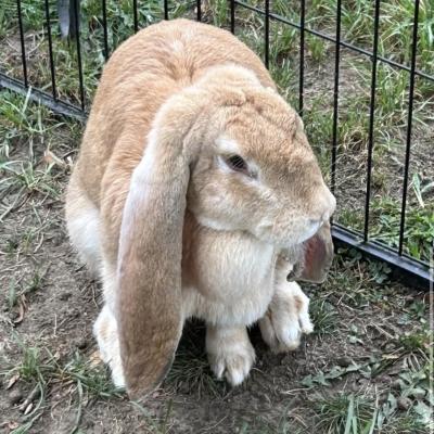 Enlarge Ginger, a Adoptable English Lop in Kalamazoo, MI image 4/6