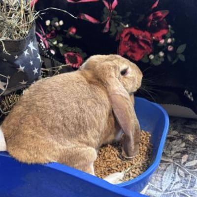 Enlarge Ginger, a Adoptable English Lop in Kalamazoo, MI image 5/6