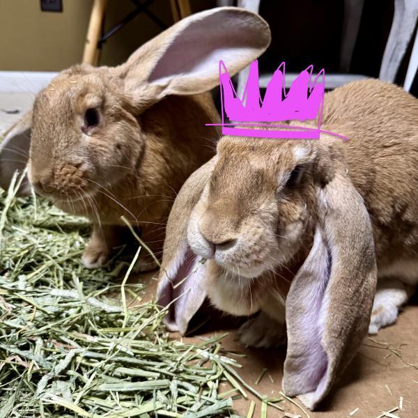 Enlarge Ginger, a Adoptable English Lop in Kalamazoo, MI image 6/6