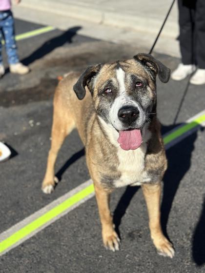 Enlarge Gandalf*, a Adoptable mixed breed in El Paso, TX image 1/3