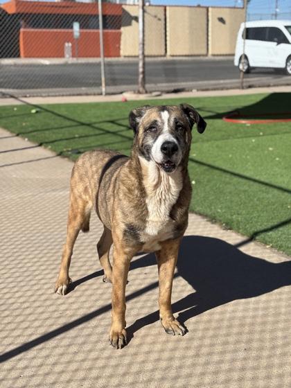 Gandalf*, Adoptable, Adult Male Anatolian Shepherd & Husky.