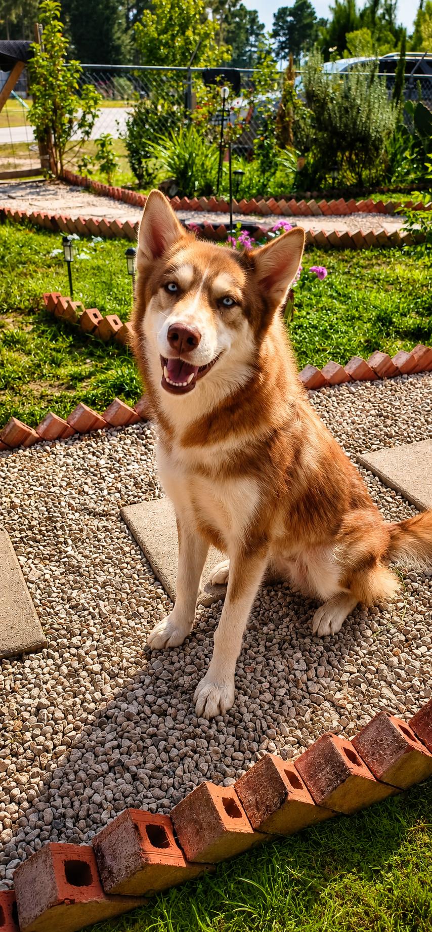 Phoenix, Adoptable, Young Female Husky.