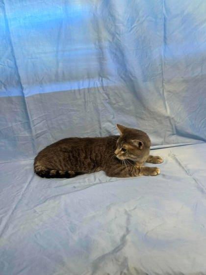 Walnut, Adoptable, Young Male Domestic Short Hair & Domestic Short Hair.