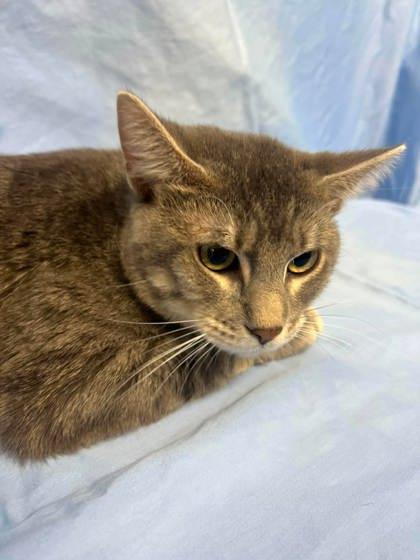 Walnut, a Adoptable mixed breed in McCook, NE image 2/3