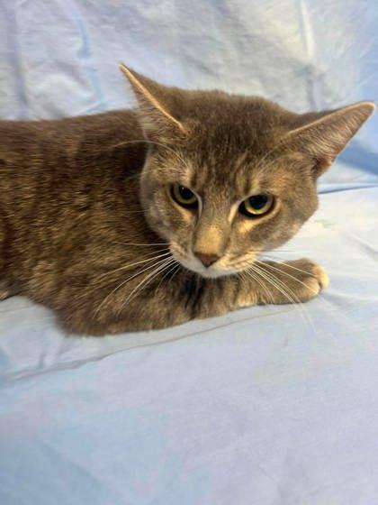Walnut, a Adoptable mixed breed in McCook, NE image 3/3