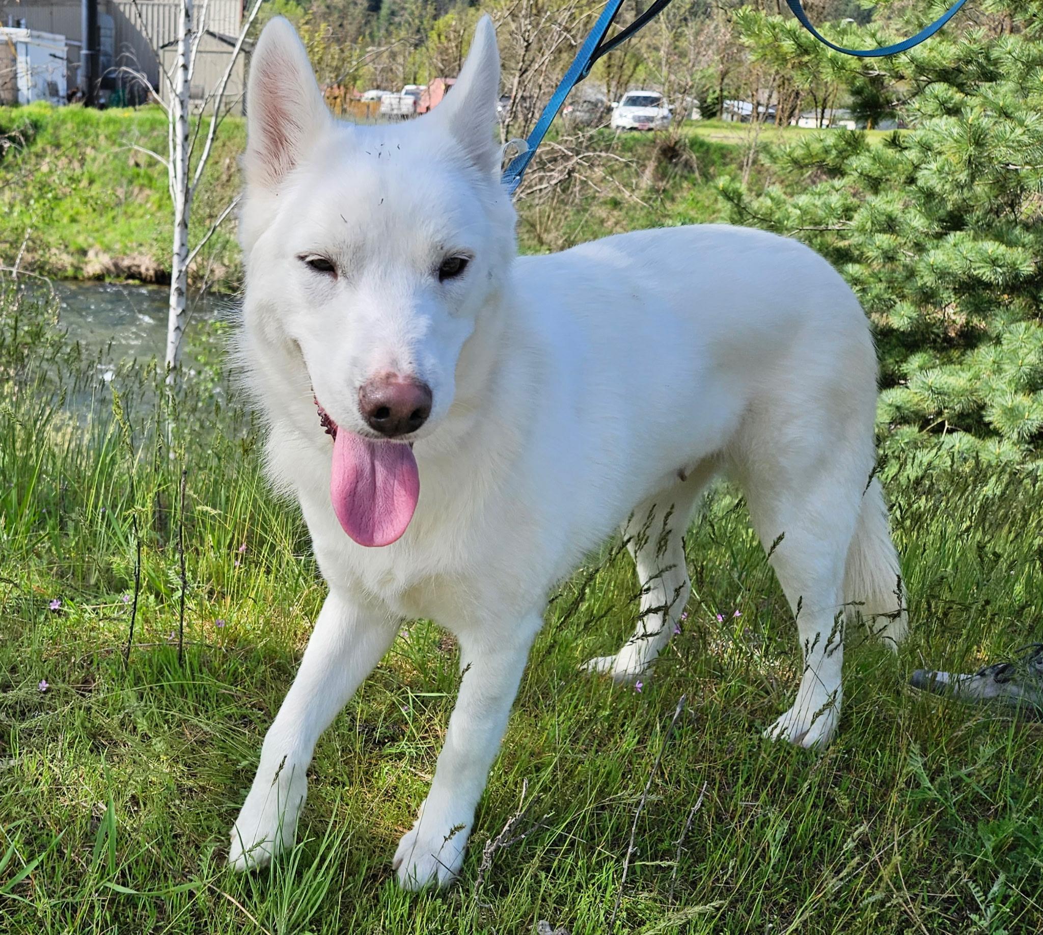 Lacy, a ADOPTABLE mixed breed in Kellogg, ID image 3/3