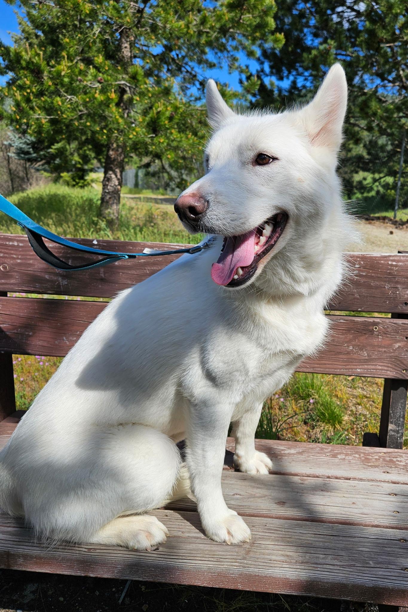 Lacy, a ADOPTABLE mixed breed in Kellogg, ID image 1/3