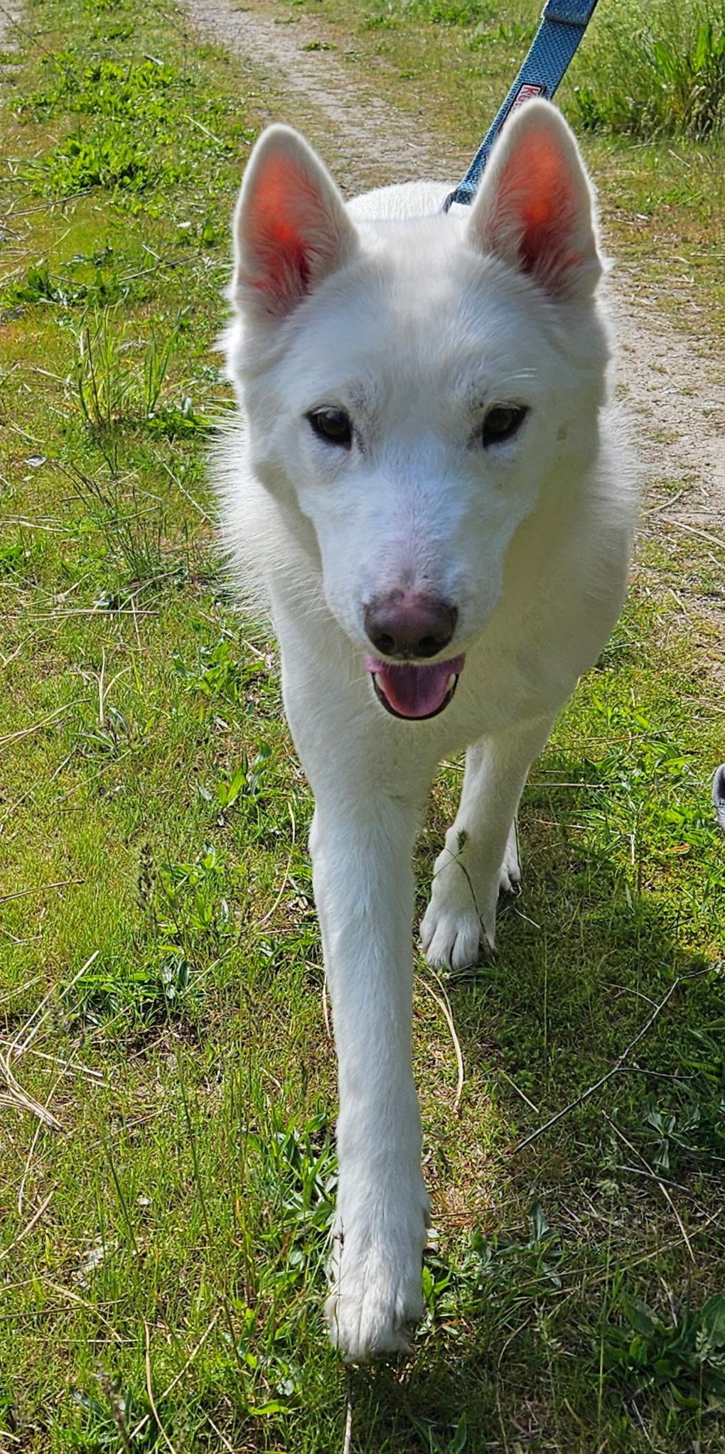 Lacy, a ADOPTABLE mixed breed in Kellogg, ID image 2/3