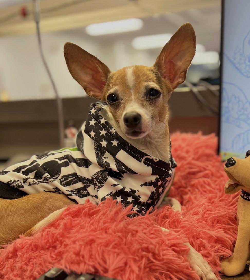 Enlarge Eloise, an adopted Chihuahua in Manhattan, KS image 5/6