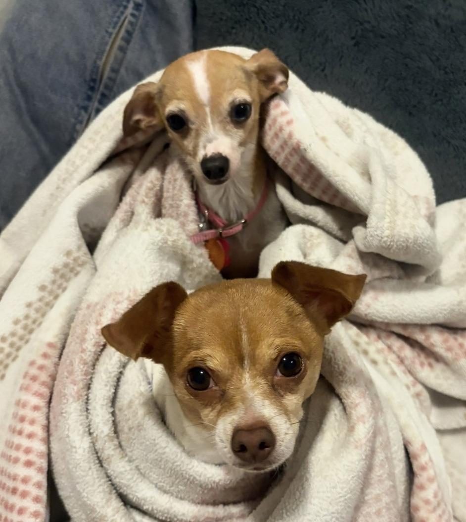 Enlarge Eloise, an adopted Chihuahua in Manhattan, KS image 2/6