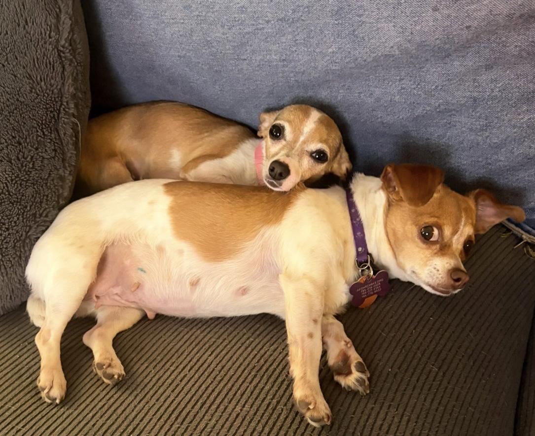 Enlarge Eloise, an adopted Chihuahua in Manhattan, KS image 6/6