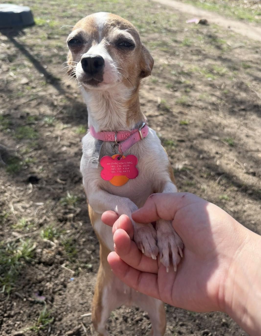 Enlarge Eloise, an adopted Chihuahua in Manhattan, KS image 3/6