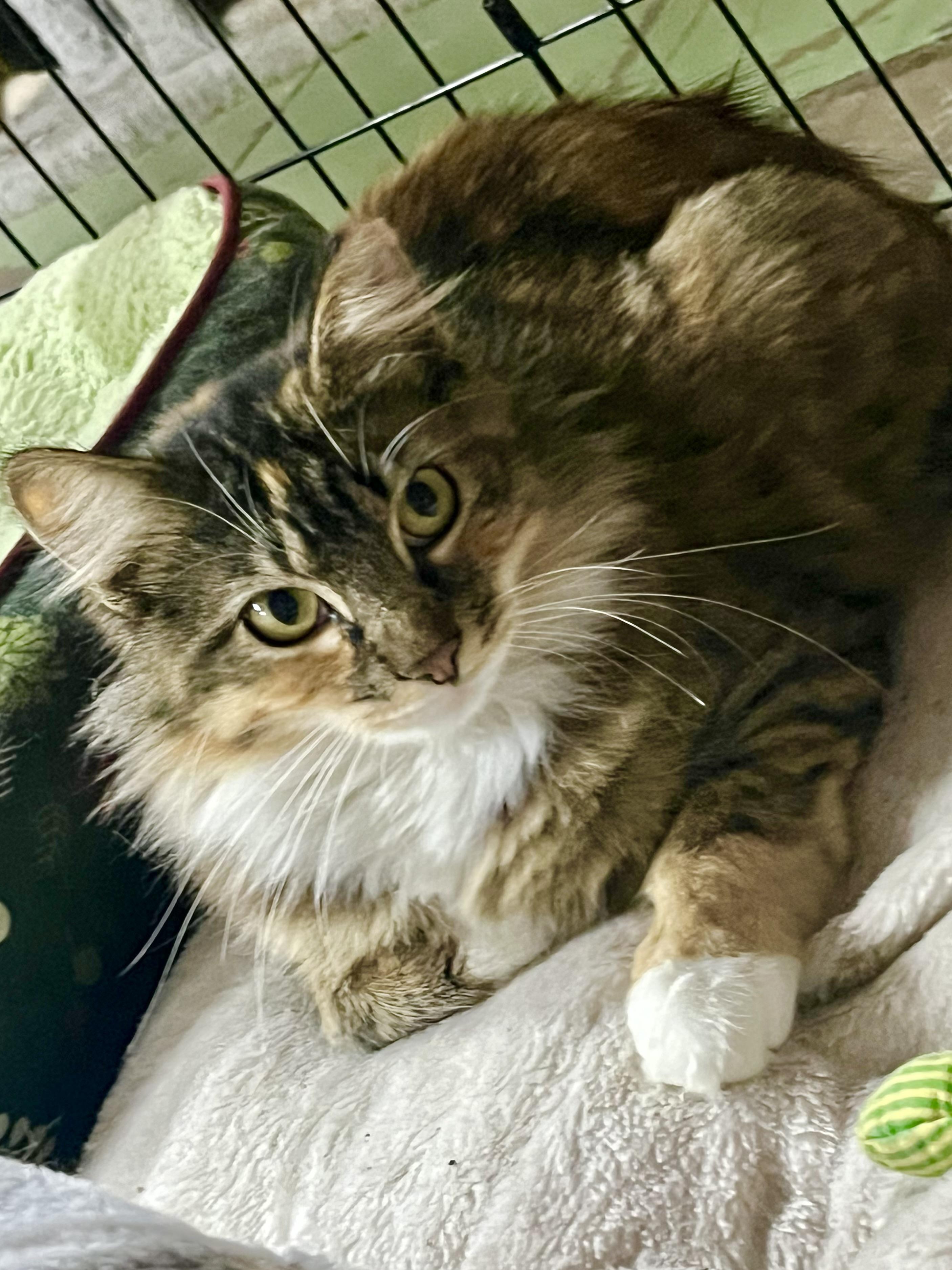 Enlarge Whitney, a ADOPTABLE mixed breed in San Diego, CA image 2/3