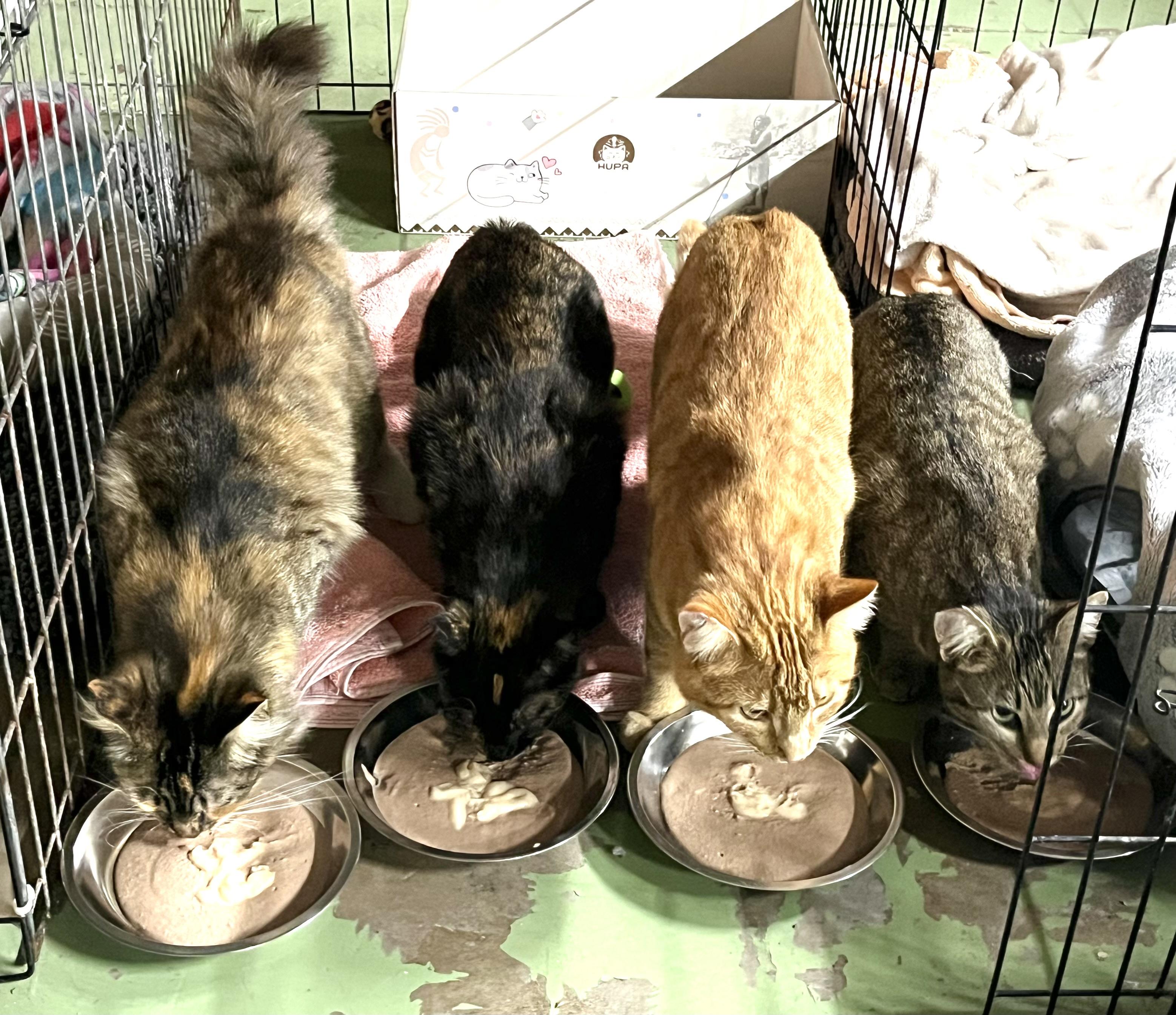 Enlarge Whitney, a ADOPTABLE mixed breed in San Diego, CA image 3/3